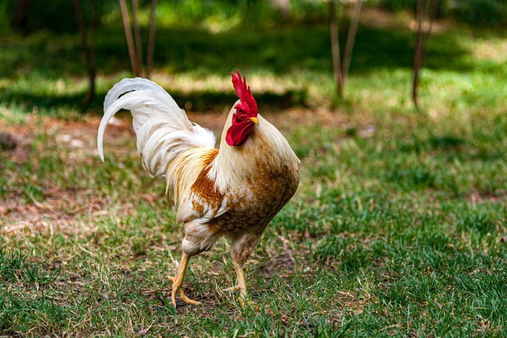 rooster