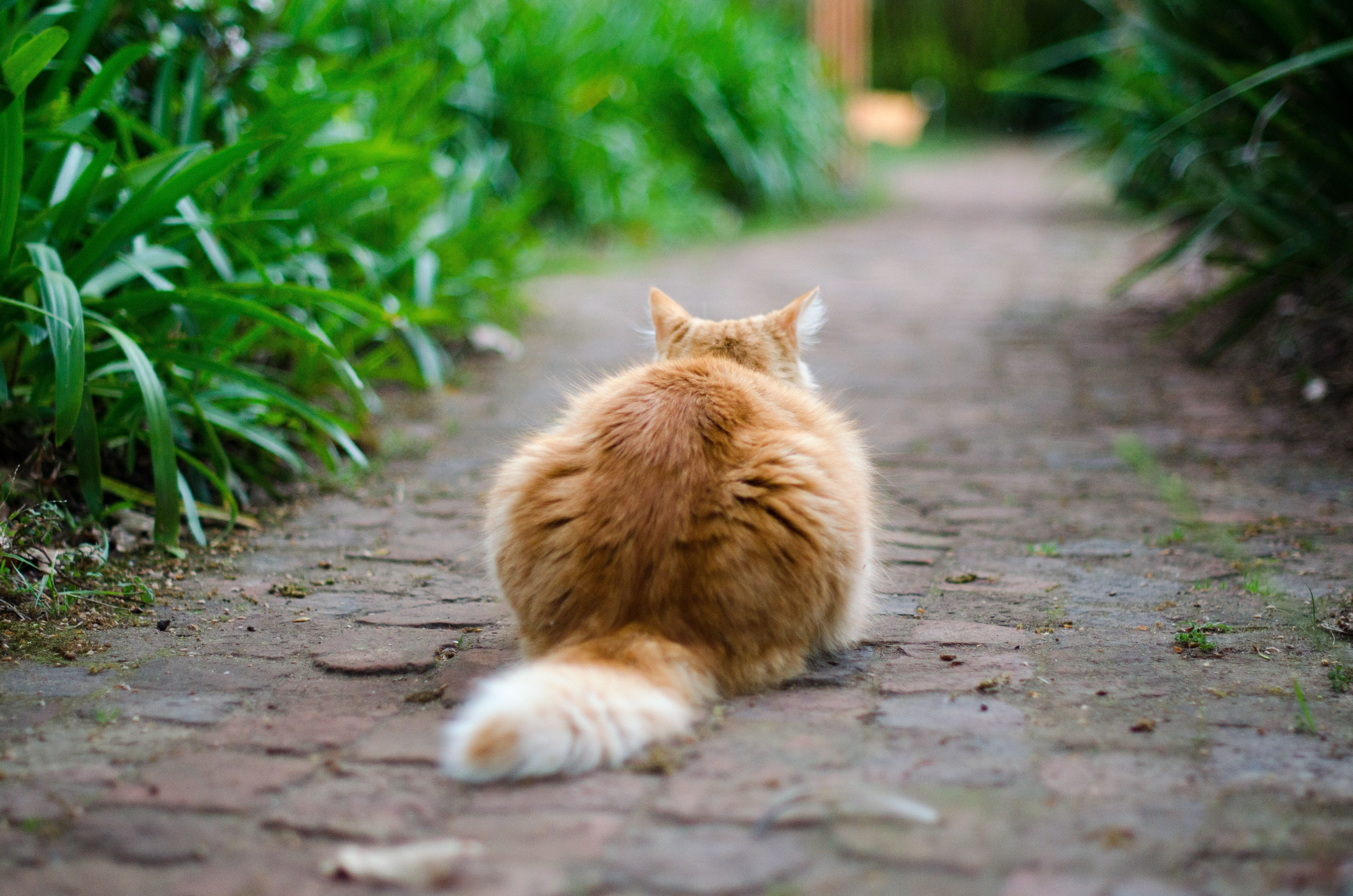 cat-on-a-driveway cat-on-a-driveway