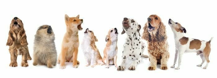 Barking Dogs | Jeff Altman, The Big Game Hunter Barking Dogs | Jeff Altman, The Big Game Hunter