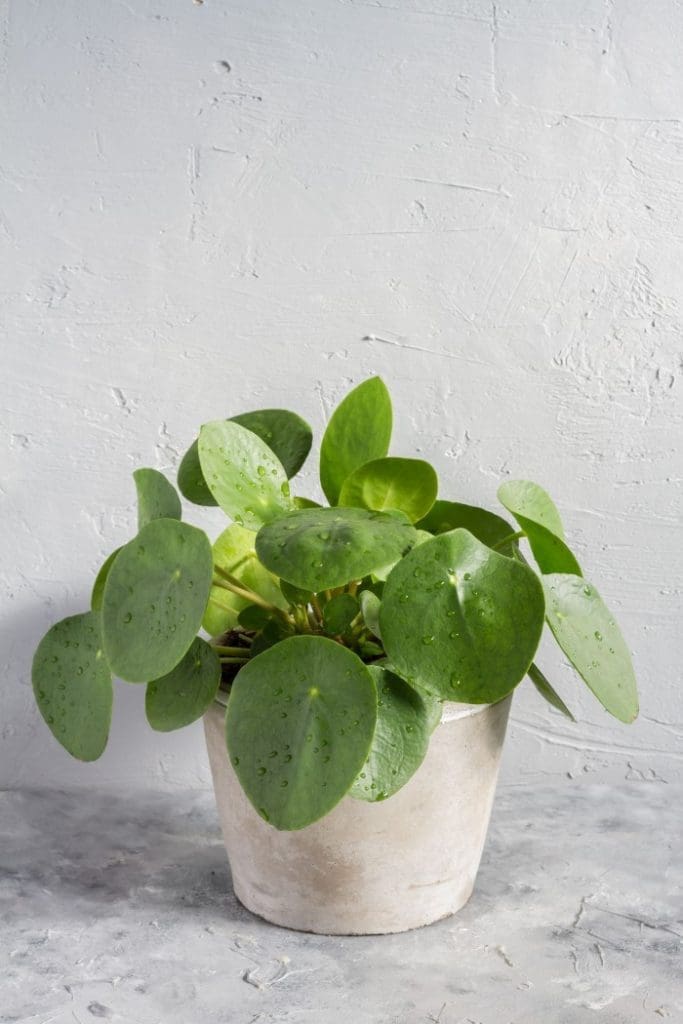 office plant
