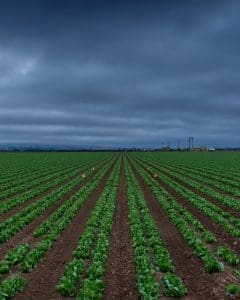 Agriculture