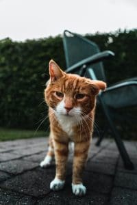 cat