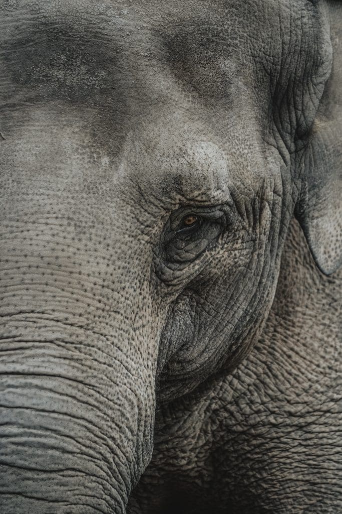 elephant