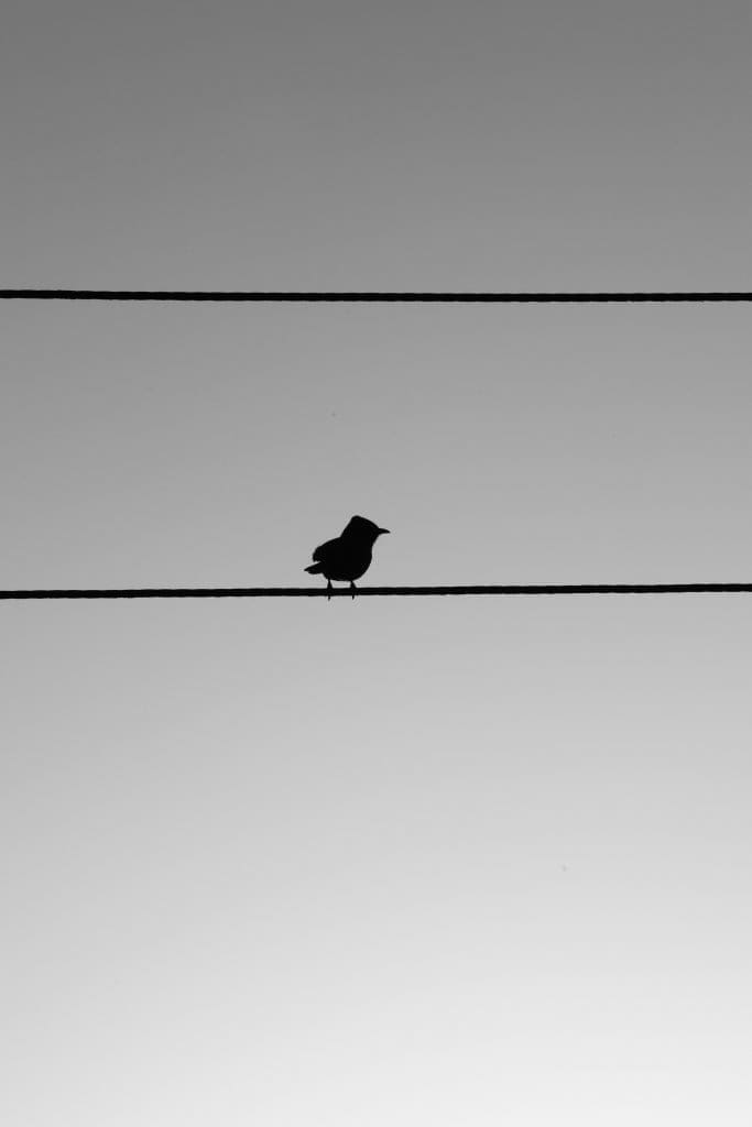 Bird